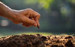 Maximizing Yield Potential of Soybeans