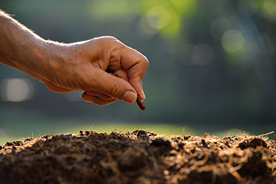 Maximizing Yield Potential of Soybeans