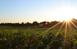 Corn Growth Stages