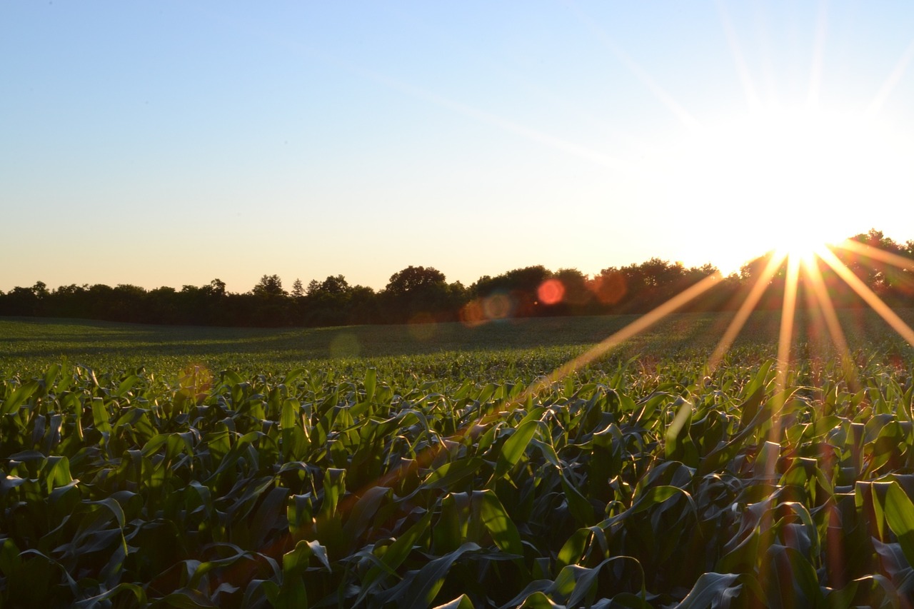 Corn Growth Stages