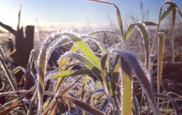 Frost and Cold Temperature Damage to Small Corn