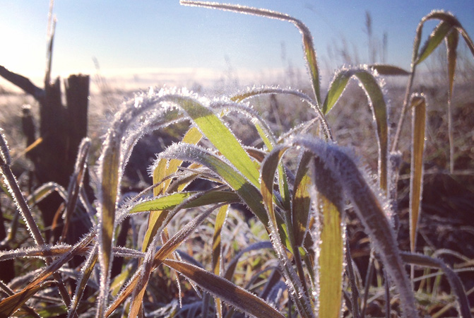 Frost and Cold Temperature Damage to Small Corn